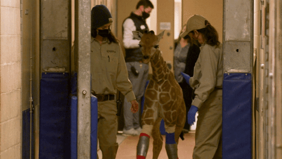 Walking tall: Leg braces give San Diego giraffe calf new lease on life