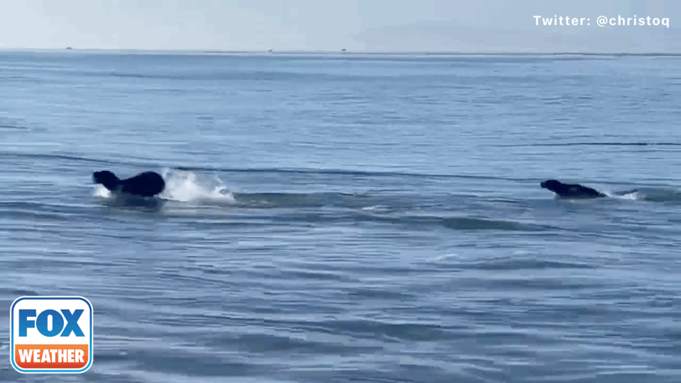 Watch: Seal and dog play fetch on California beach