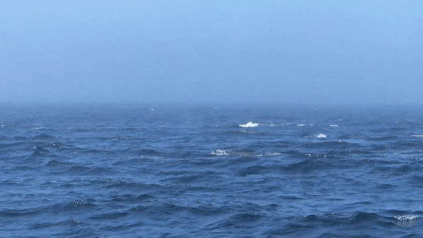 Watch: Orcas and humpback whales battle in Washington's Salish Sea