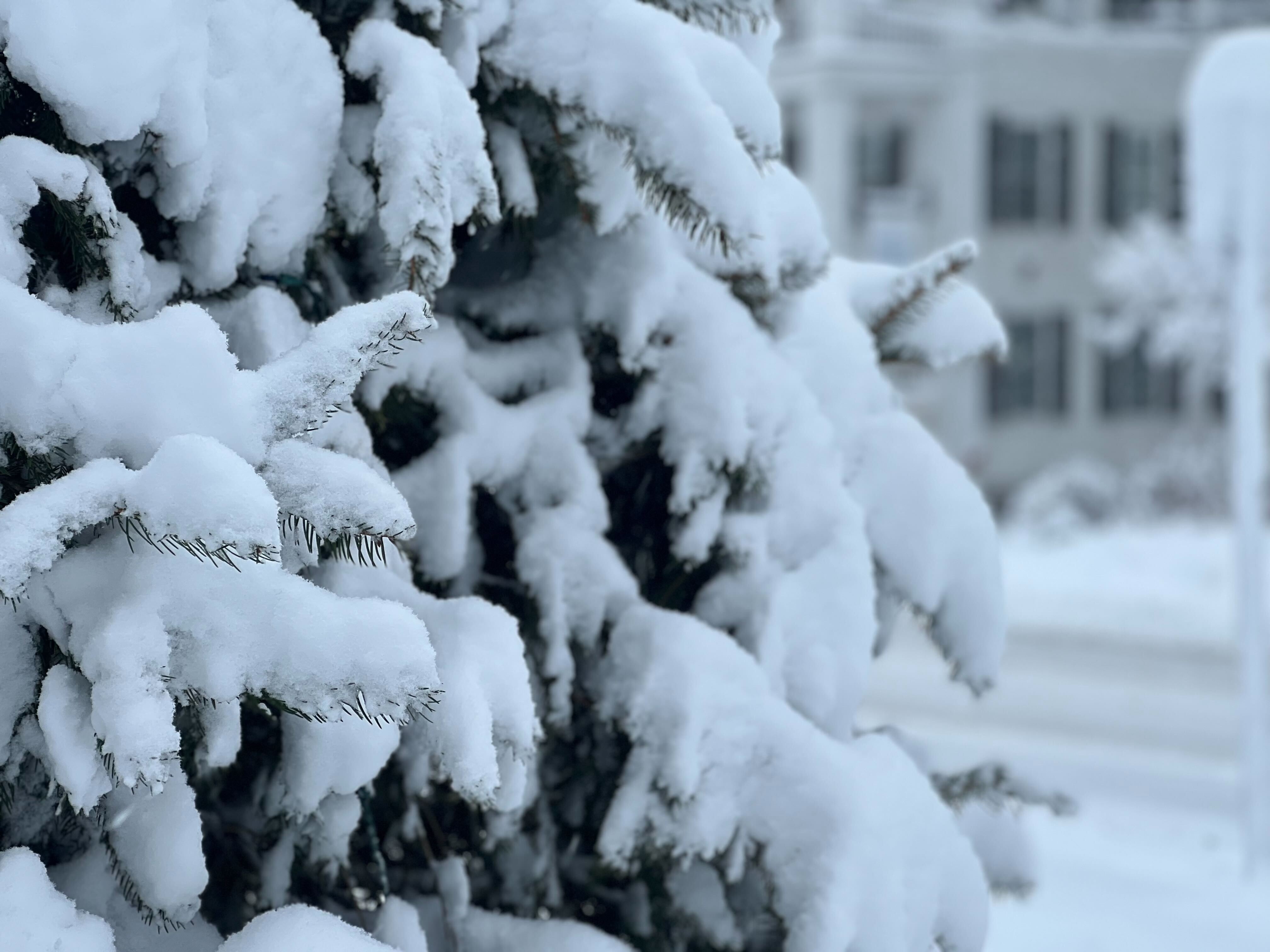 Dreaming of a white Christmas? These lucky states could see one