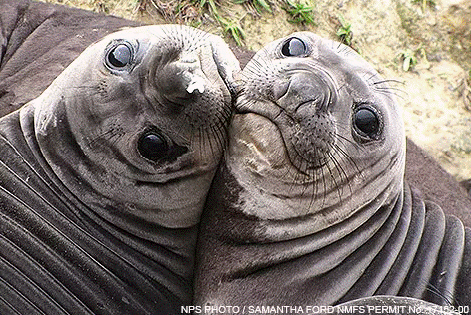 Relentless Pineapple Express storms decimated California's early elephant seal pup population
