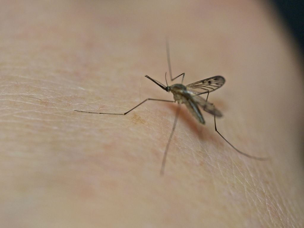 Can Google take down the world's deadliest animal?