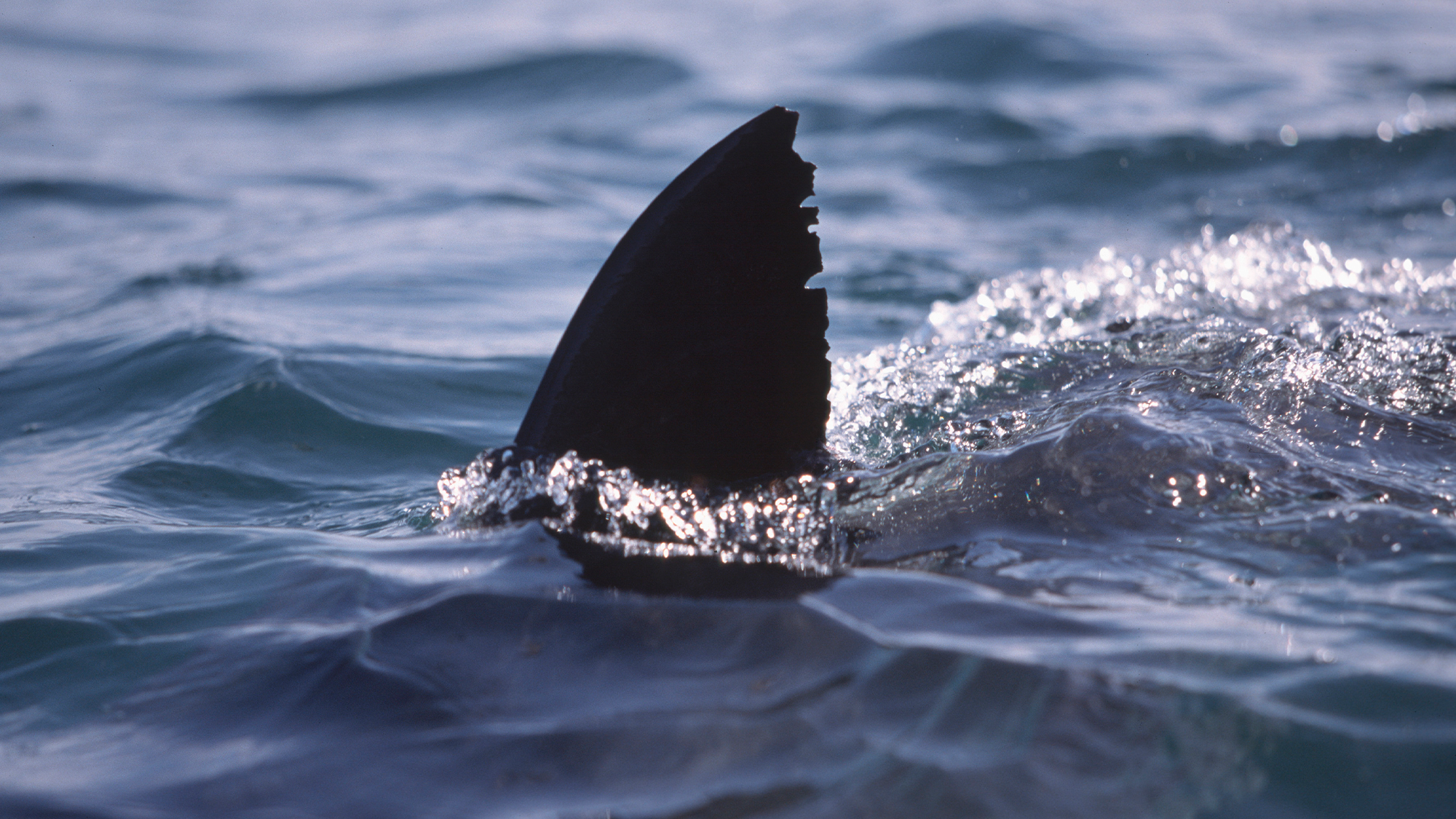 Possible shark attack under investigation after Northern California surfer injured