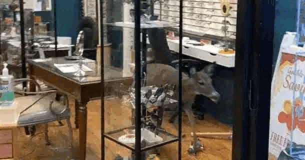 See it: Panicked deer wreaks havoc in New Jersey eyeglass store