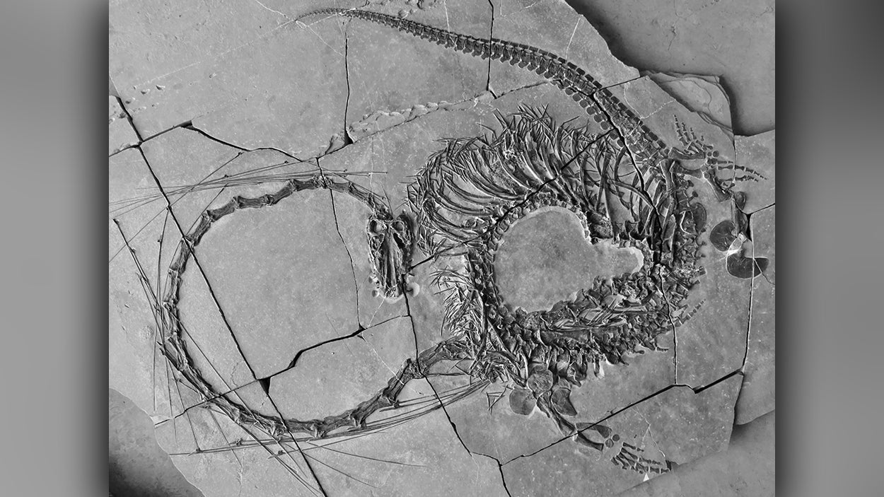 Fossil of 240-million-year-old ‘dragon’ unearthed in China