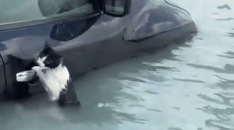 Video: Cat clings to car door in Dubai flooding before being scooped up by rescuers
