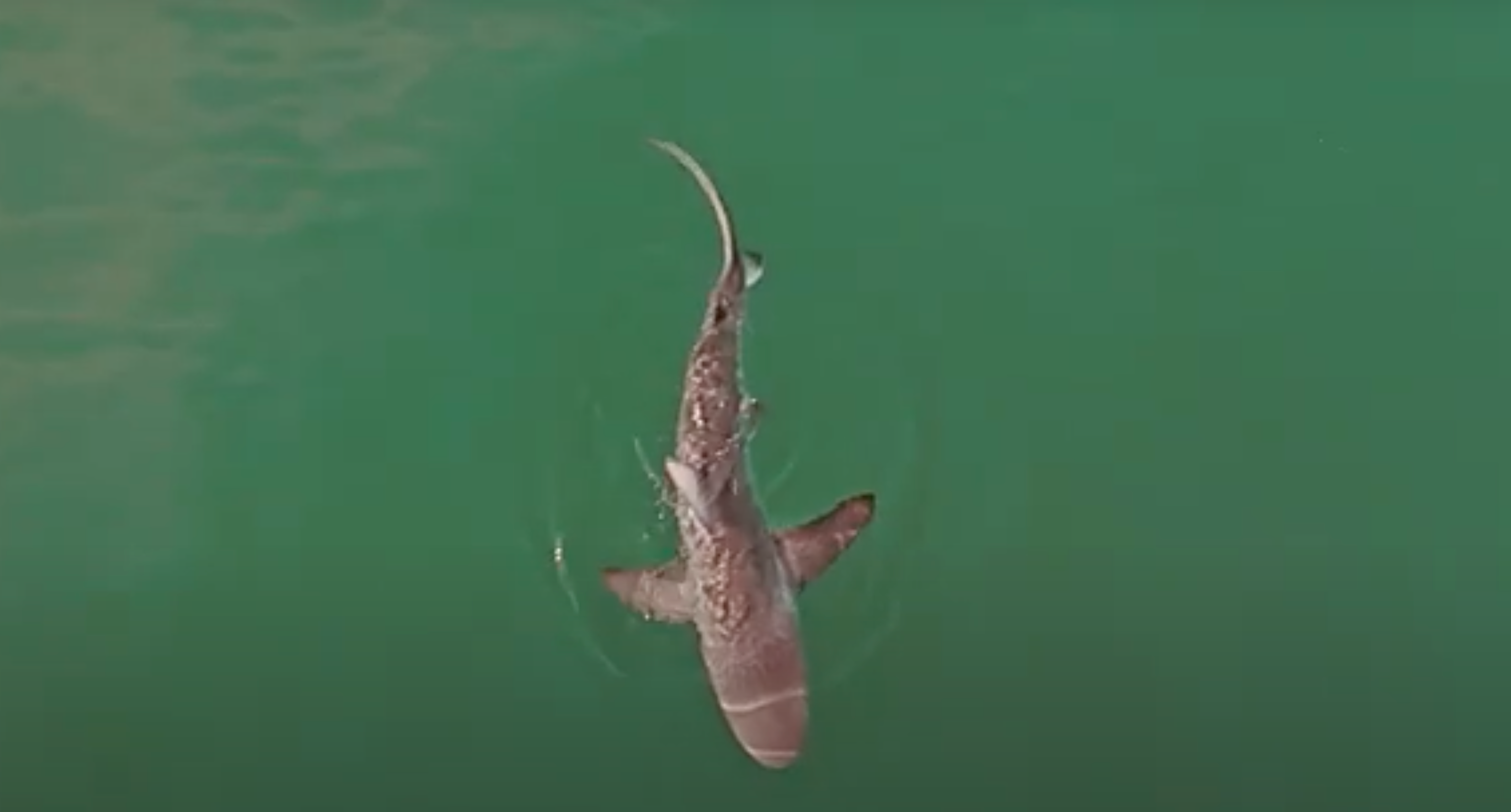 Scientists watching for more dusky shark sightings off the coast of Nantucket following 2025 seal attacks