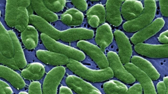 Study finds flesh-eating bacteria, harmful algal blooms in Long Island waters as quality worsens