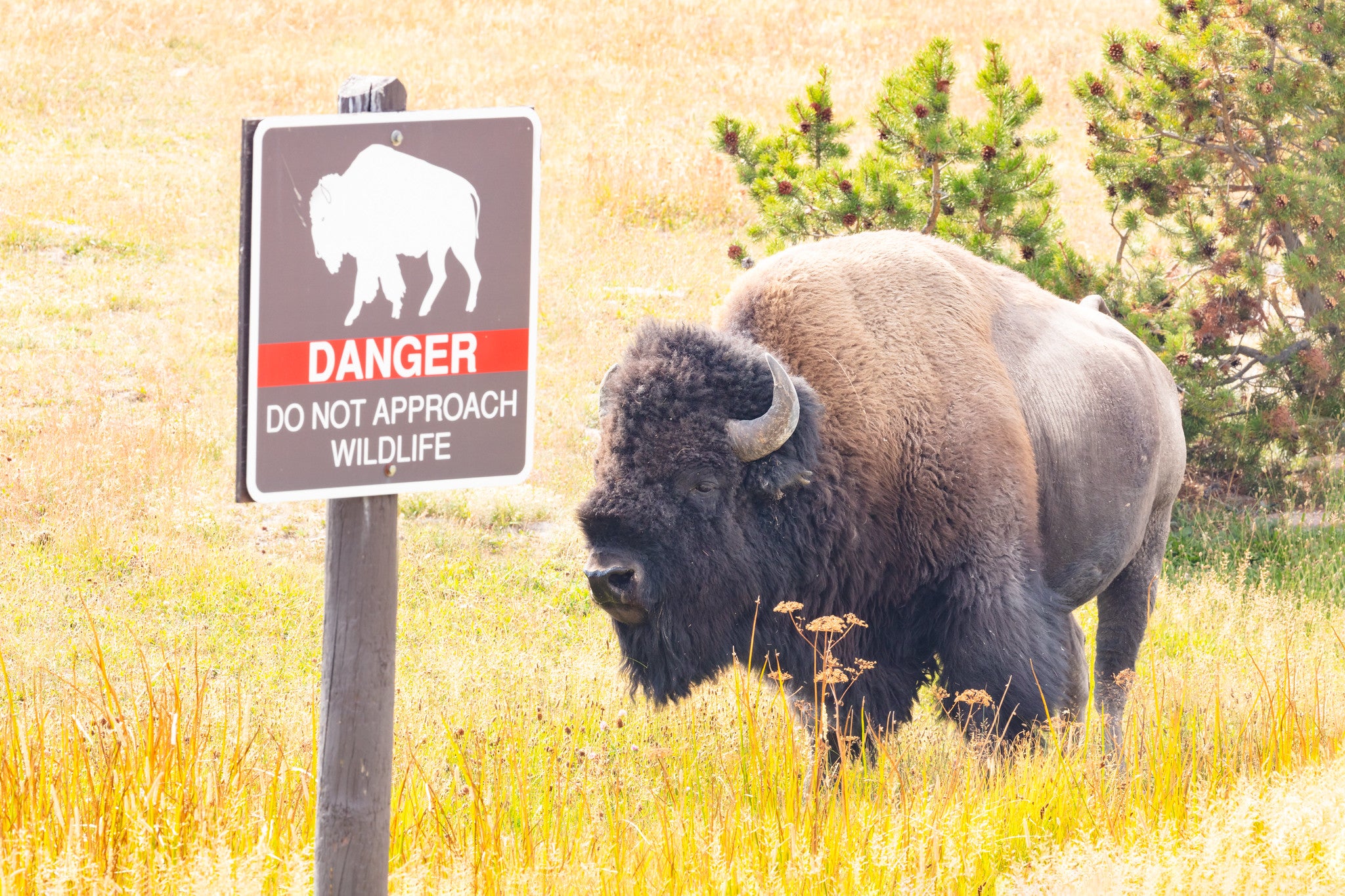 Child hospitalized after being injured by bison in Yellowstone National Park