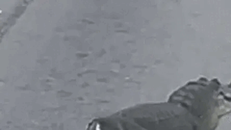 Watch: 'Half an alligator' waddles across road, startles Louisiana drivers