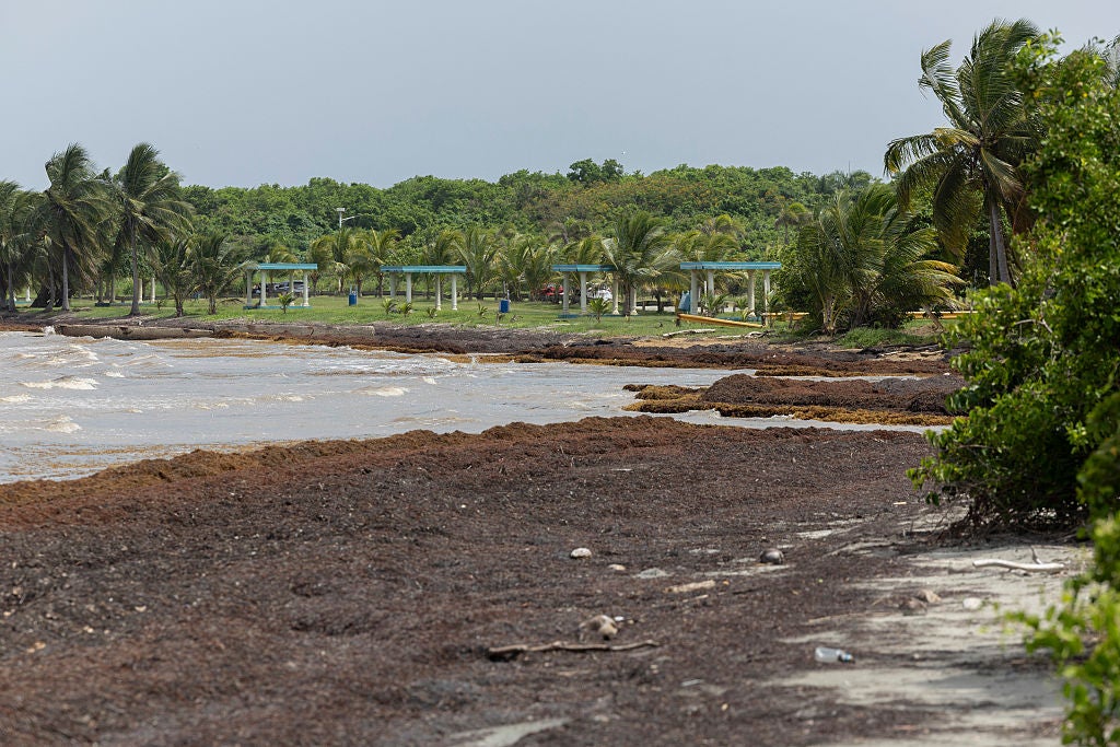 Sargassum surge returns, moving towards popular beaches just in time for spring break