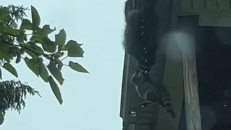 Watch: Raccoon mama dangles off rooftop to rescue baby from plummeting to ground