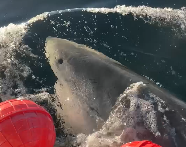 Largest male great white shark ever recorded in the Atlantic emerges off the North Carolina coast