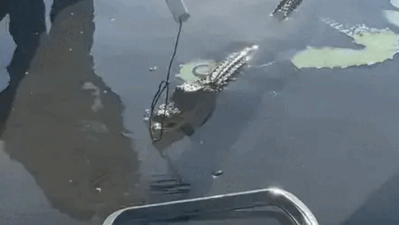 See it: Alligator takes dip in Texas family's pool as deputies attempt to wrangle beast