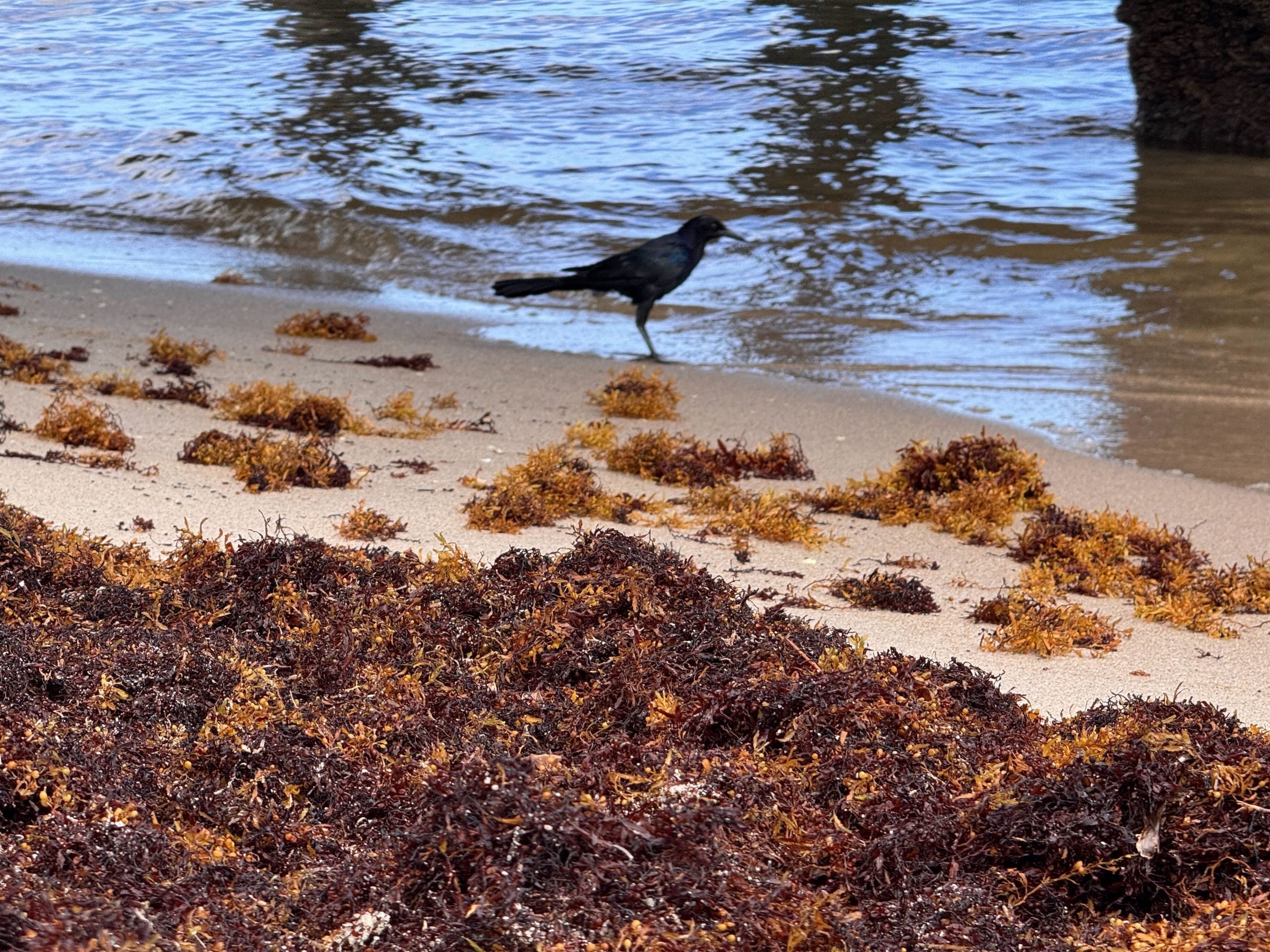 What is sea lice? How to avoid the parasite as sargassum floods South Florida beaches
