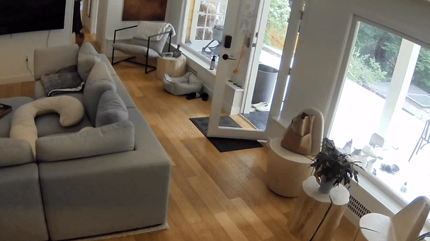 Watch: Pint-sized Pomeranian dog chases bear out of Canada home