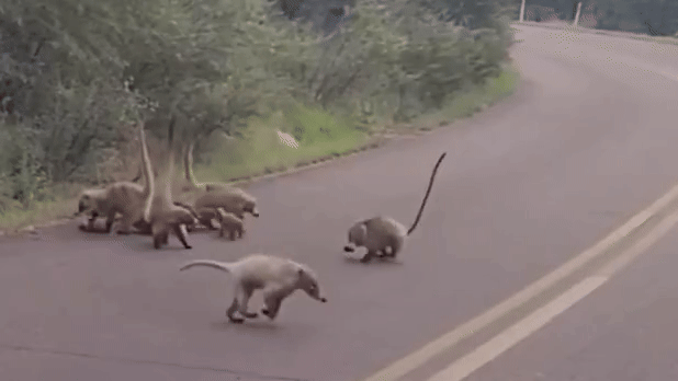Cameras catch coati mothers, babies scurrying across road in Arizona park