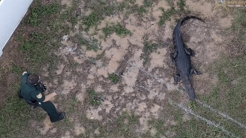 Watch: Drone video shows police lassoing gator at Florida home