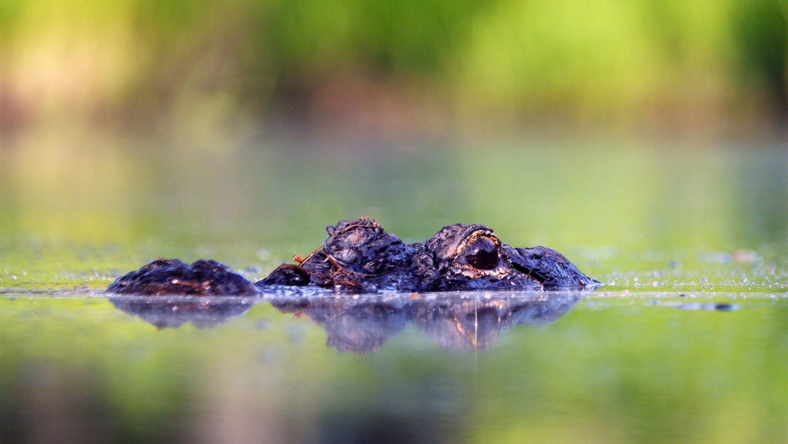 Massive alligator kills 71-year-old man in frightening wildlife encounter in Florida