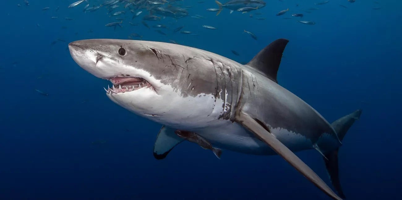 Webster the white shark pings off 400 miles off Florida's space coast
