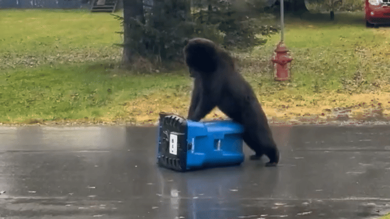 Watch: Alaska bear gives trash can 'CPR' in desperate attempt to snag a snack