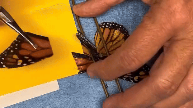 Watch: Monarch butterfly soars after receiving first wing transplant