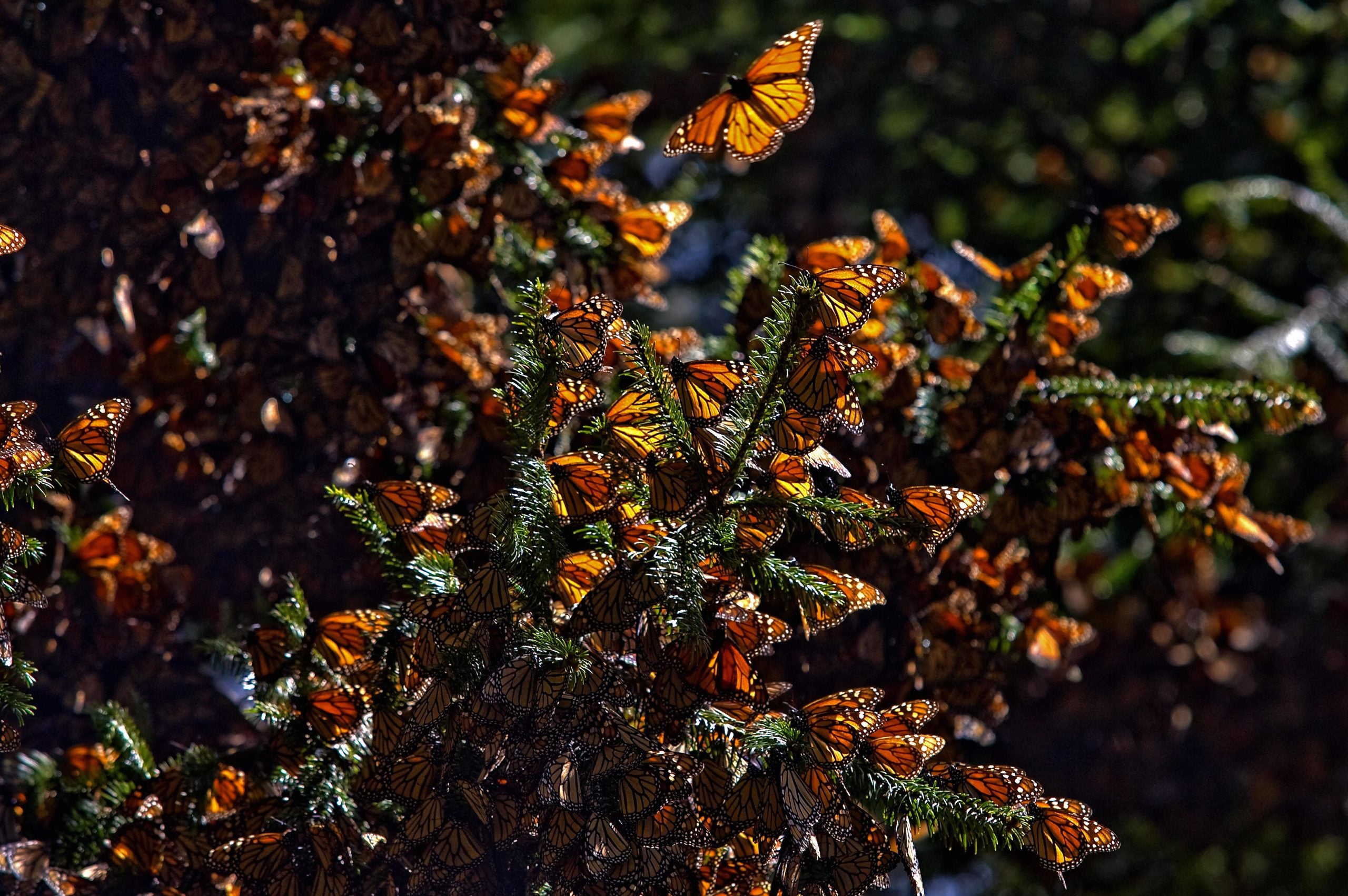 Monarch butterflies head to Mexico as scientists unlock new way to track their journey