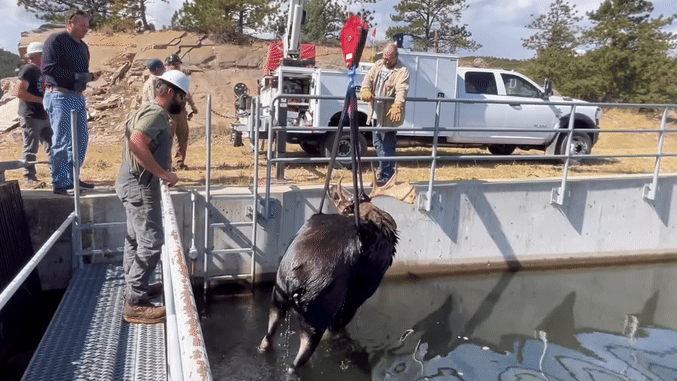 Watch: Moose undergoes elaborate rescue after falling into water canal