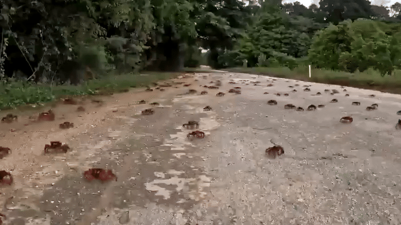 Watch: Millions of red crabs swarm Australian island in annual migration