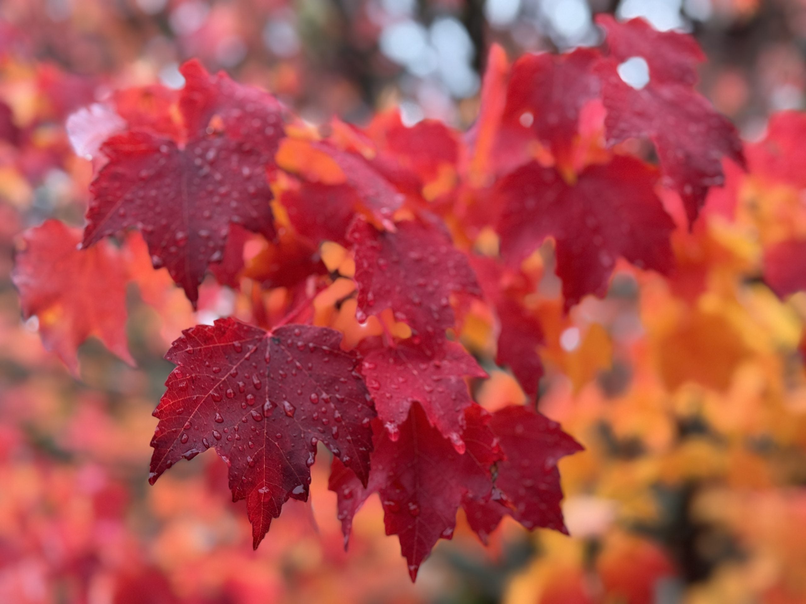 Atmospheric river storms threaten Pacific Northwest with heavy rain, flooding this week