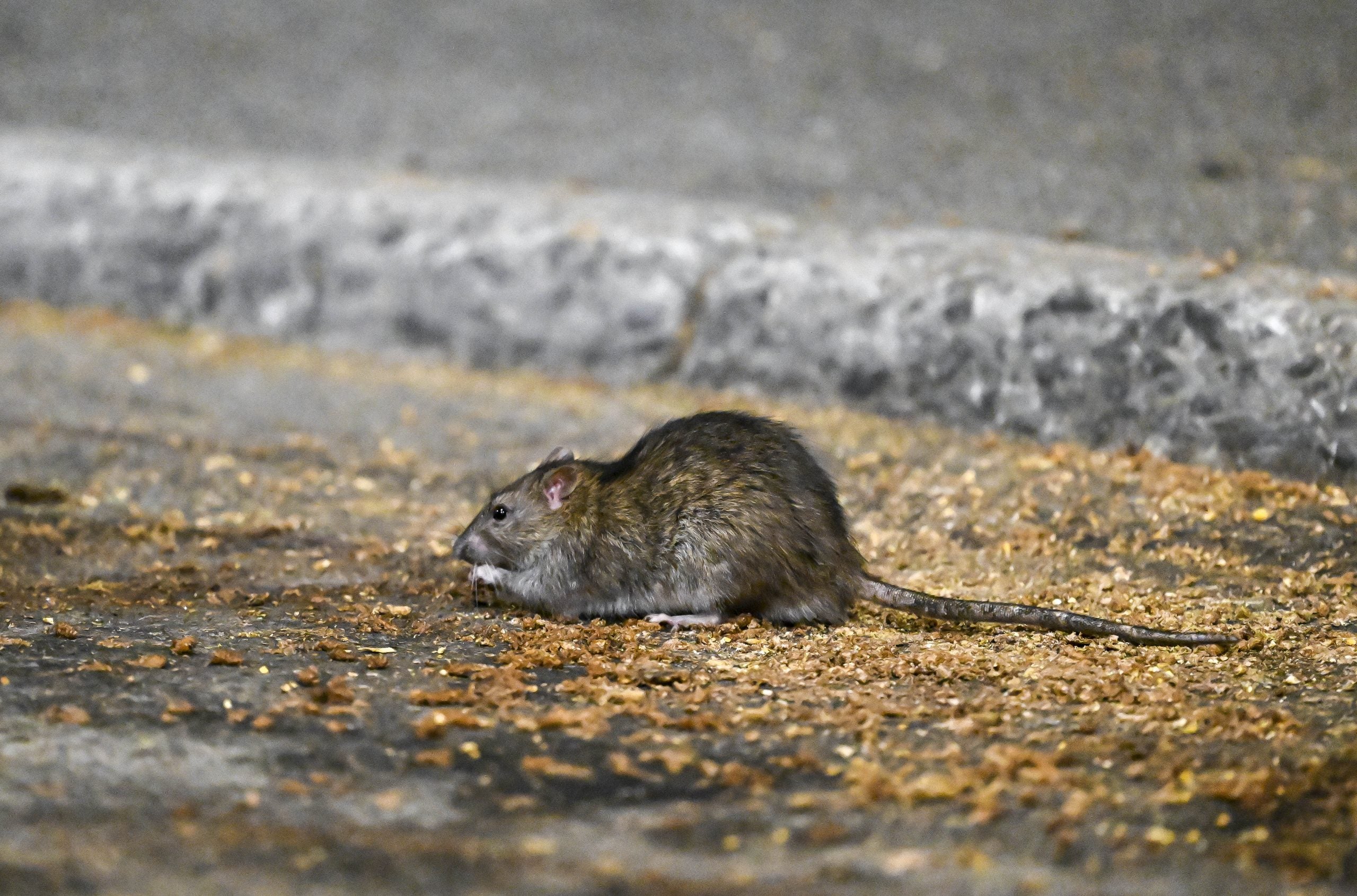 Washington officials issue frightening alert about toilet rats after historic floods