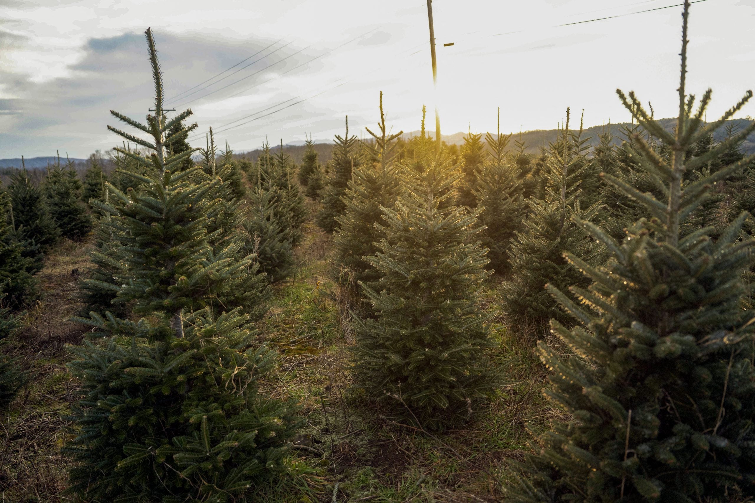 North Carolina Christmas tree farmers see resurgence in market after Hurricane Helene devastation
