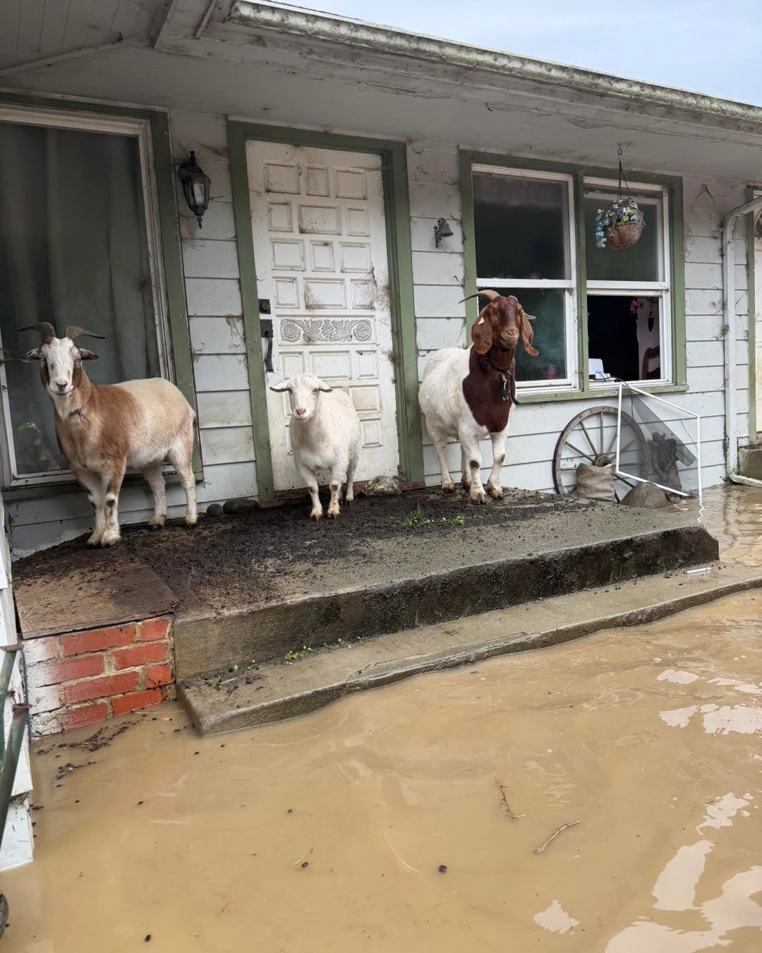 See It: Swift water rescue teams help families, livestock as Northern California swamped by flooding