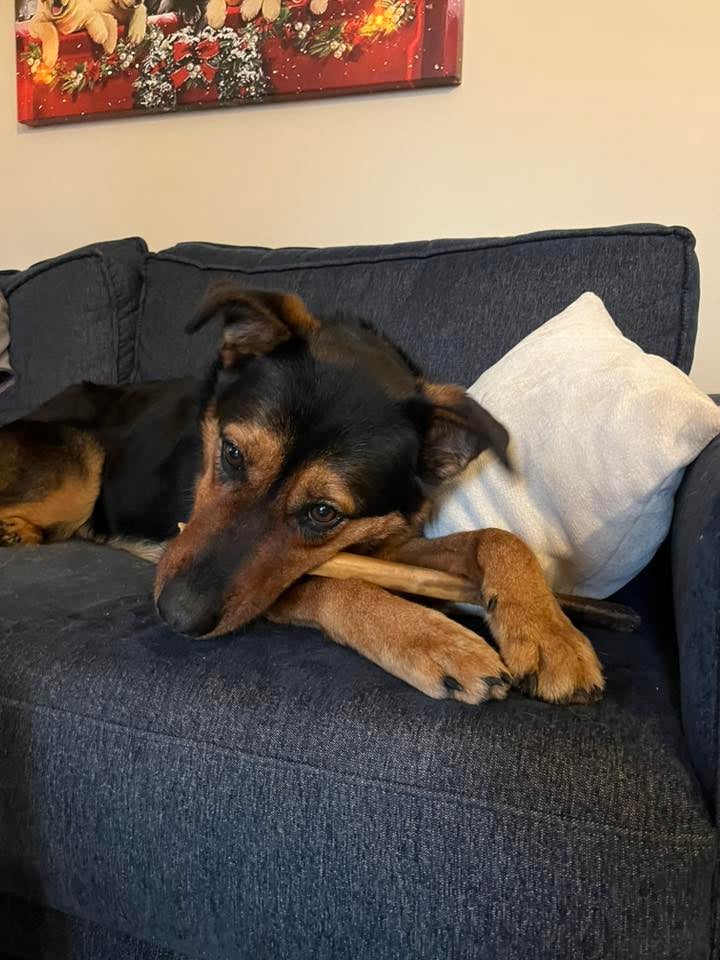 'Blessing in disguise': 120 animals evacuated from Washington animal shelter ahead of flooding