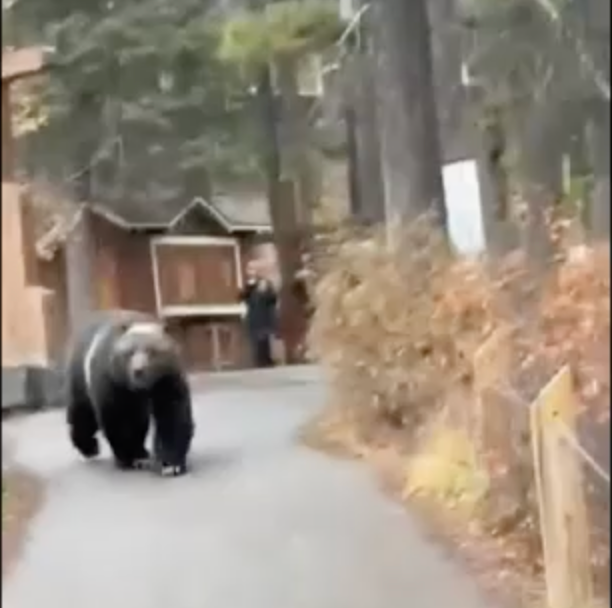 Watch: Tourists come face-to-face with massive grizzly bear in Banff National Park