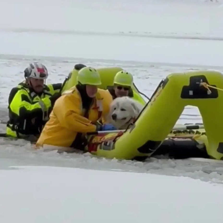 See it: A piece of cheese proves vital for the rescue of a dog on a frozen lake in New York