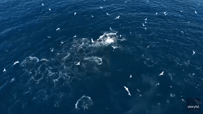 Must see: Drone footage captures moment humpback whales "lunge" at school of fish