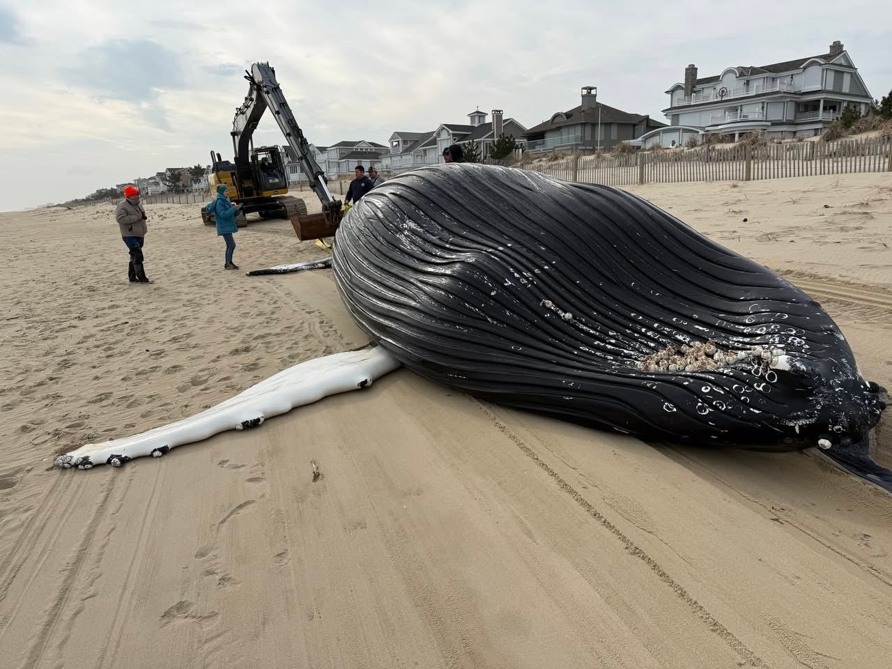 Photos: Young humpback whale washes ashore after likely ship strike in Delaware