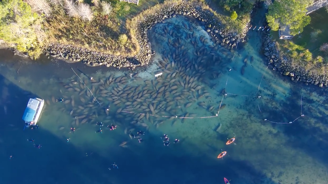 Video captures dozens of manatees seeking refuge in toasty waters of Florida