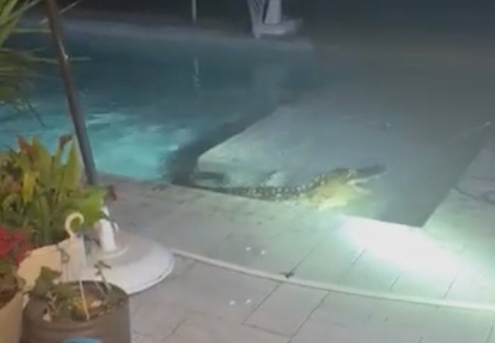 Watch: Massive alligator wrangled from midnight swim in Florida pool
