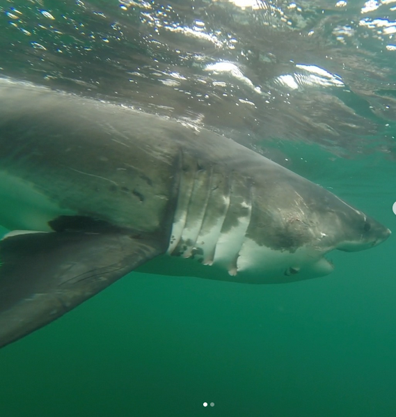See it: Upticks in activity from Ernst the great white shark has scientists watching closely