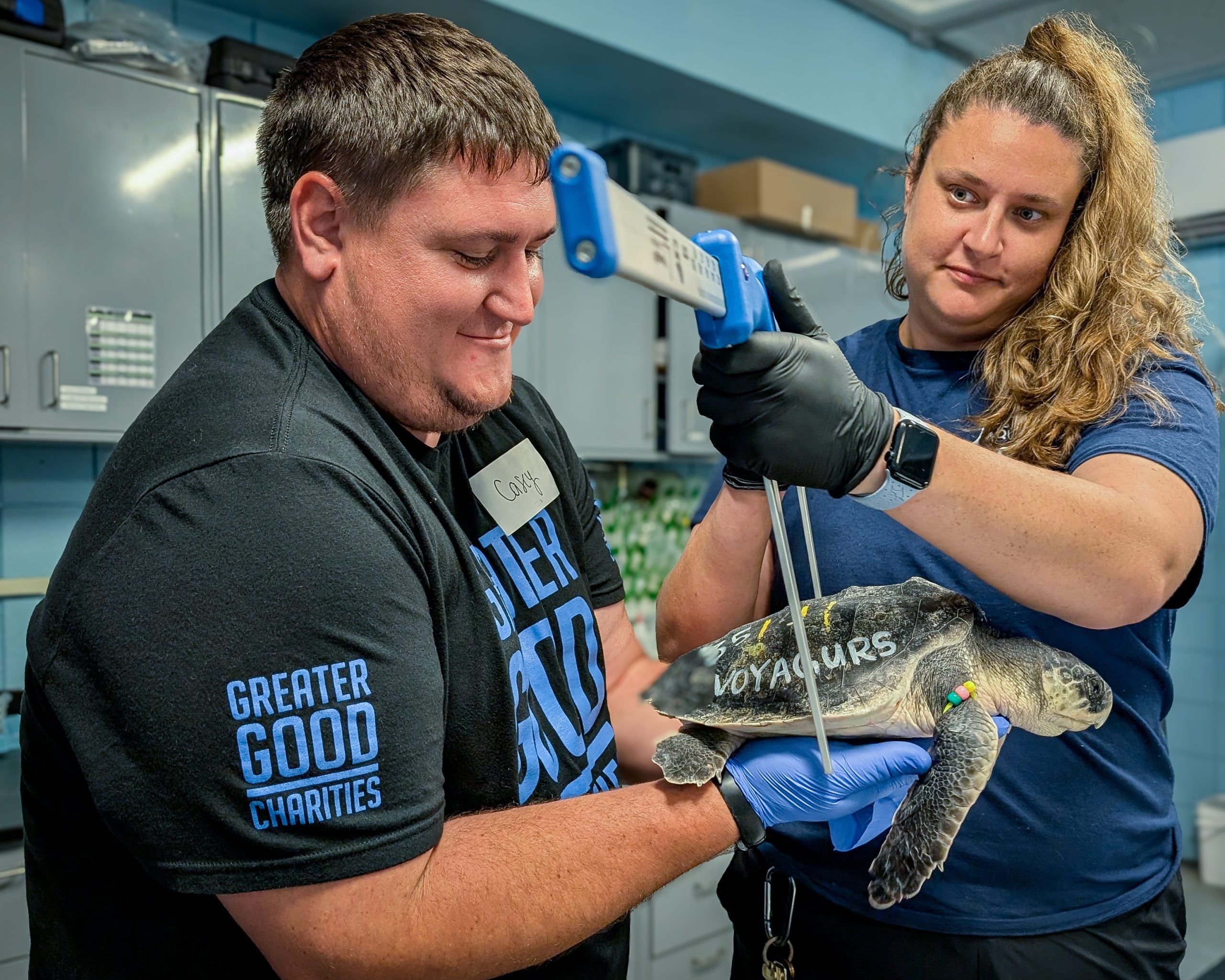 Two organizations team up to save cold-stunned sea turtles