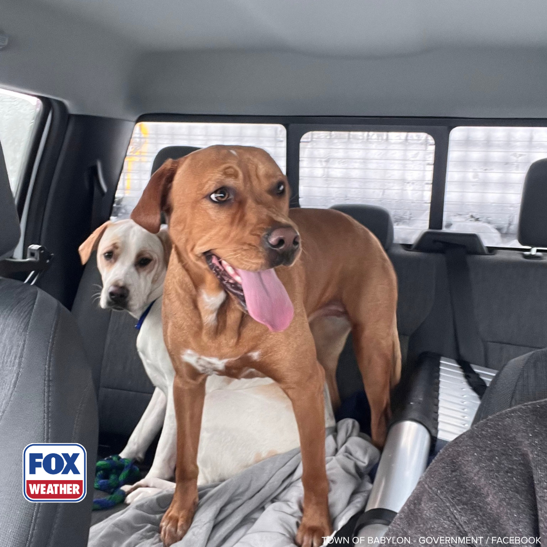 Video: Snowplow driver rescues two dogs during blizzard in New York