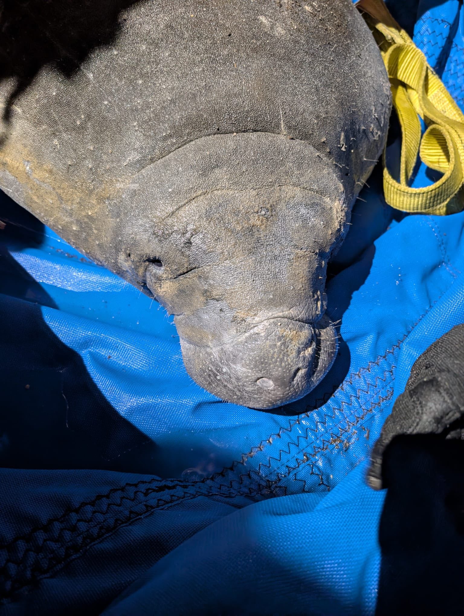 Young manatee trapped in storm drain after seeking warmth from the cold