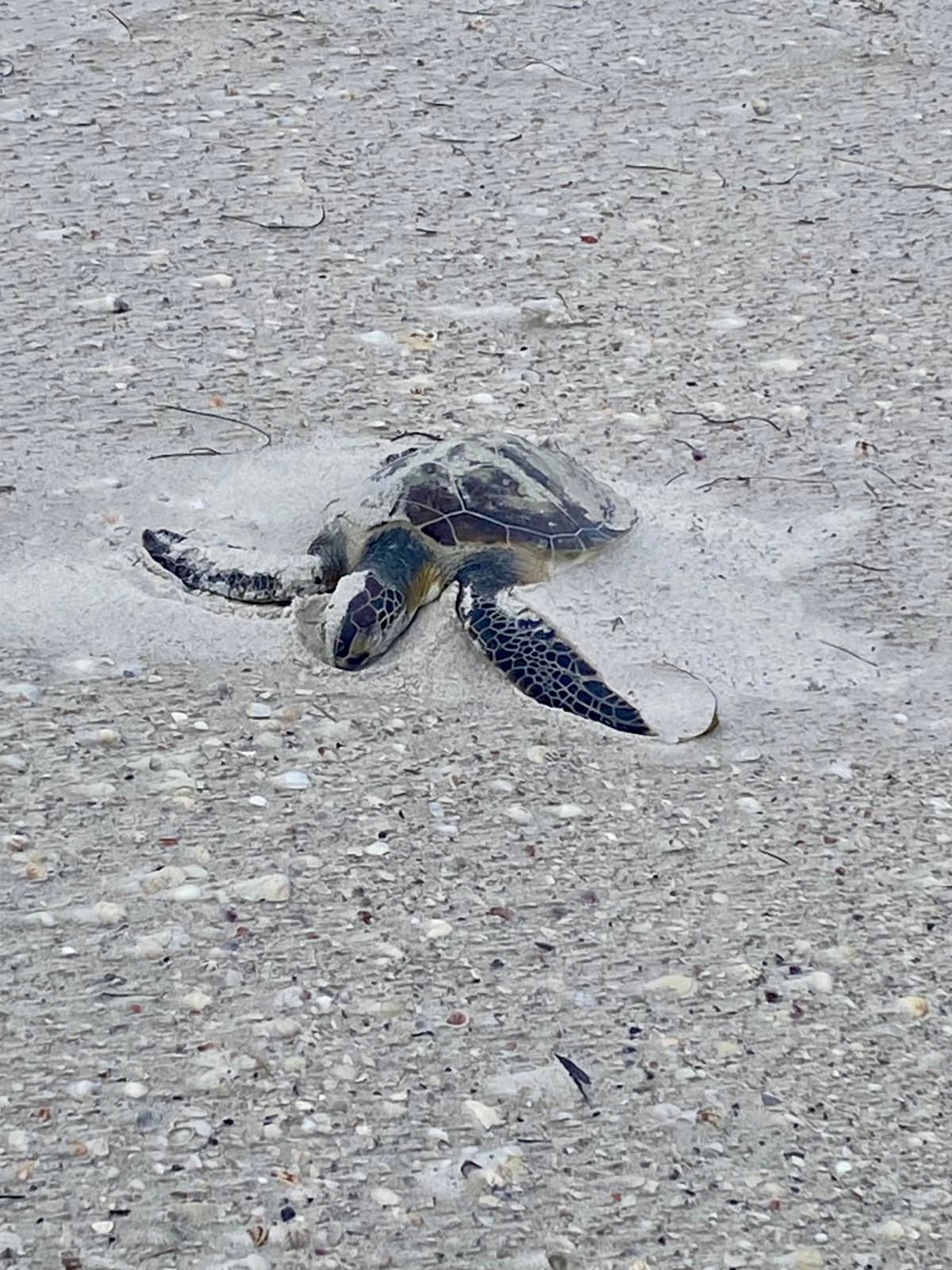 Photos: Police on routine beach patrol rescue unusually cold-stunned animal