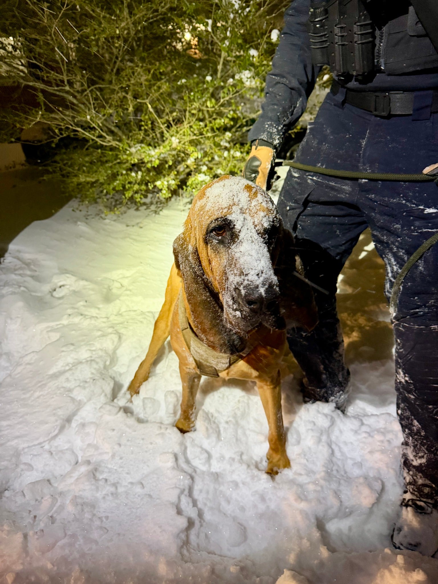 Photos: Hero police dog finds missing 13-year-old amid historic North Carolina snowstorm