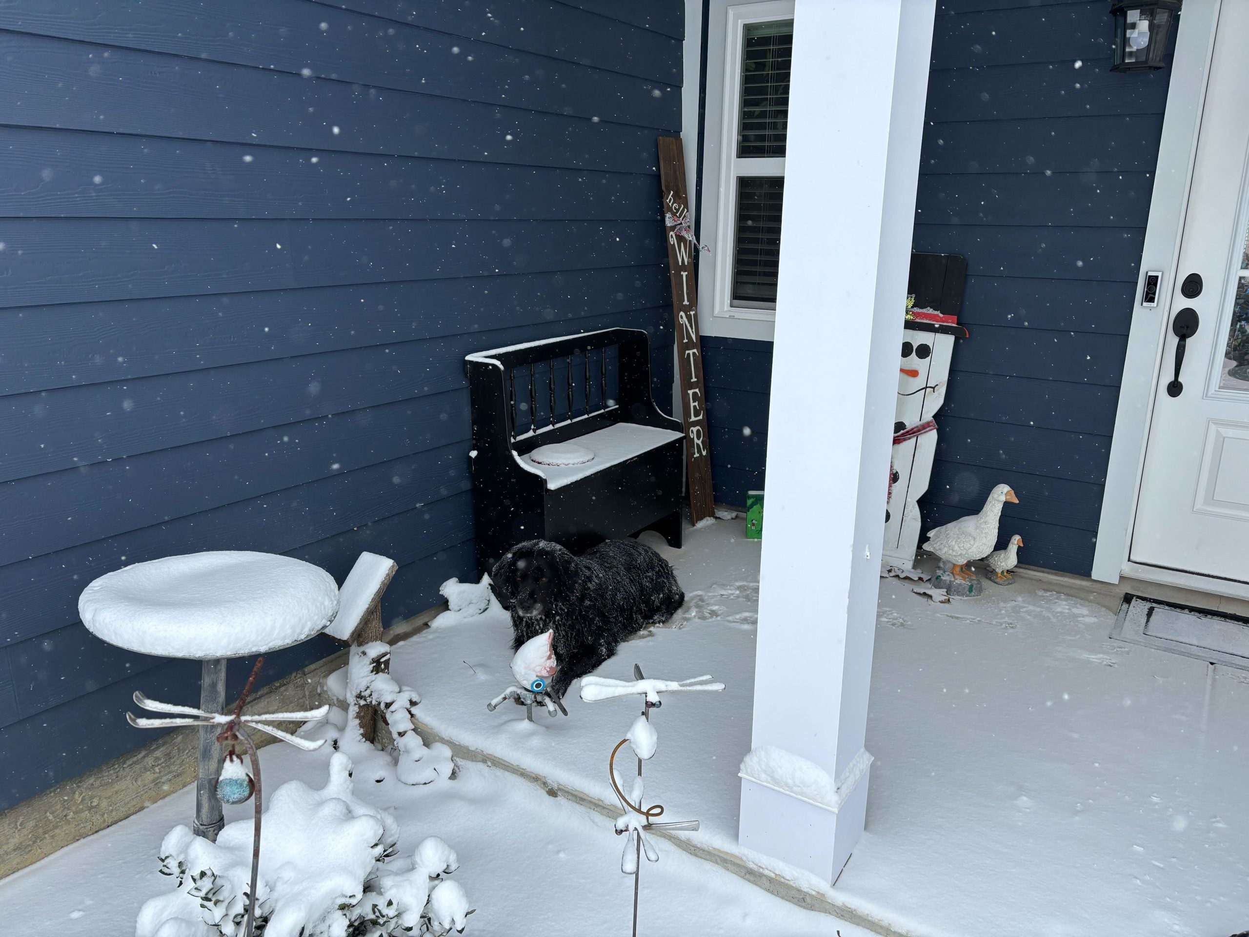 Car crash survivor's dog rescued by Department of Transportation supervisor during winter storm