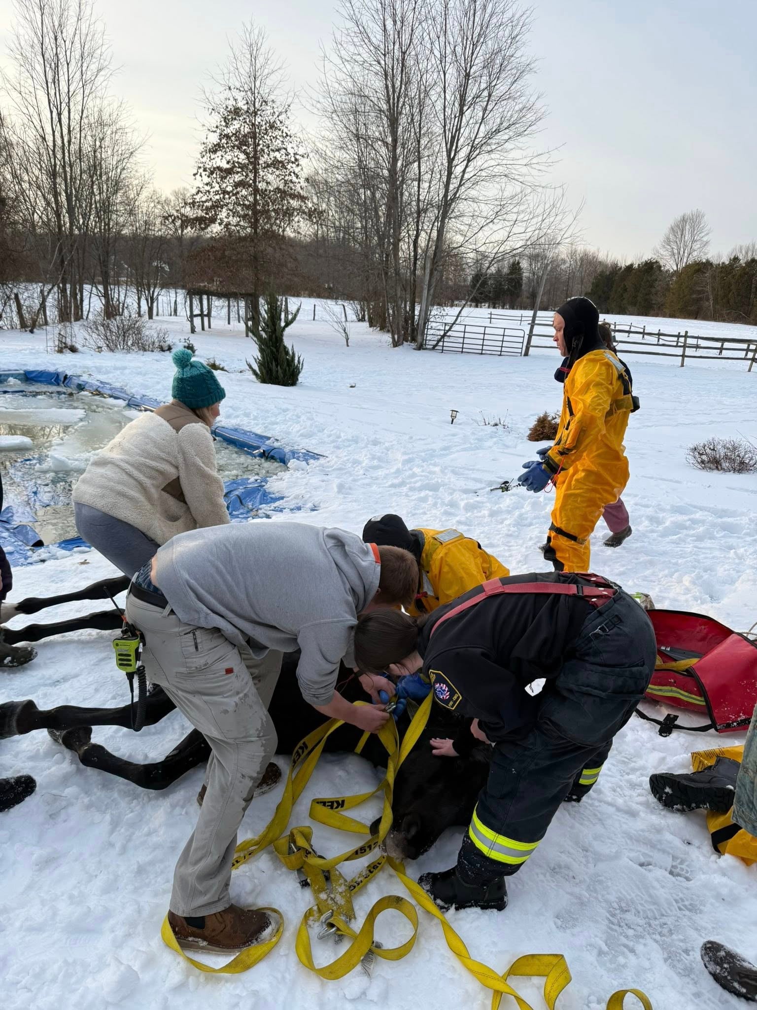 Photos: Ohio firefighters rescue horse from icy in-ground pool