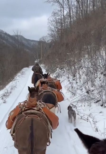 See it: Mules deliver essential supplies to West Virginia communities paralyzed by snow