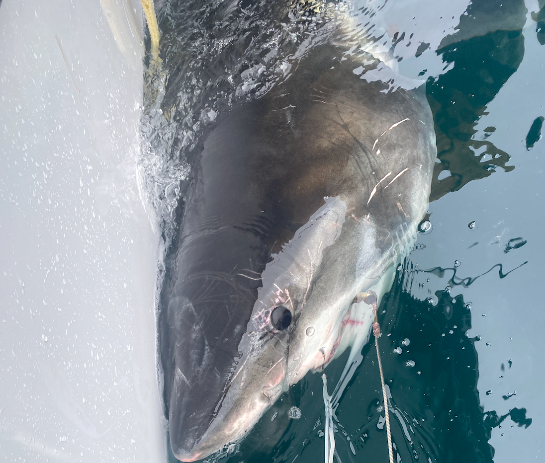 White shark pings offshore of well-known great white hotspot in Carolinas during major nor'easter